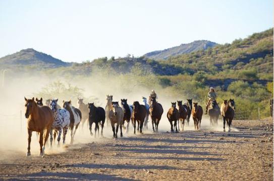 Rancho De Los Caballeros Wickenburg Zewnętrze zdjęcie