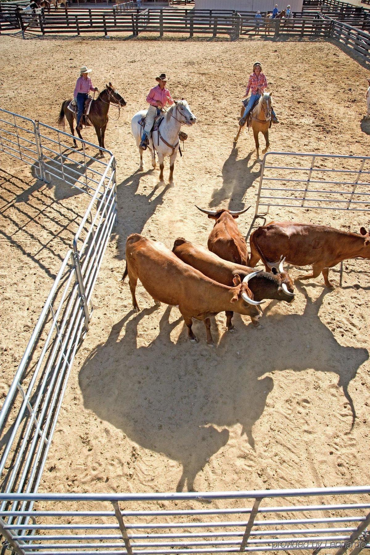 Rancho De Los Caballeros Wickenburg Zewnętrze zdjęcie